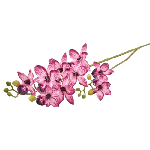 Cymbidium aloifolium 1szt white beauty (LEV004)