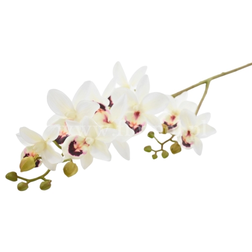 Cymbidium aloifolium  1szt cream  (LEV004)