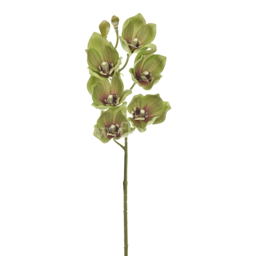 Orchidea piankowa 1szt juicy green (LEV016)