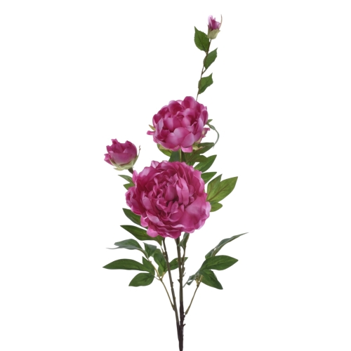 Peonia wysoka 1szt  c.różowy (SUN117)