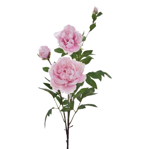 Peonia wysoka 1szt delikatny róż (SUN117)