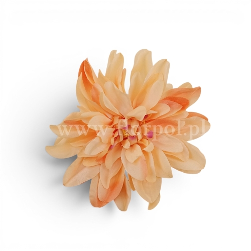 dalia cieniowana płaska 6szt j.pomarańcz/różowy cień