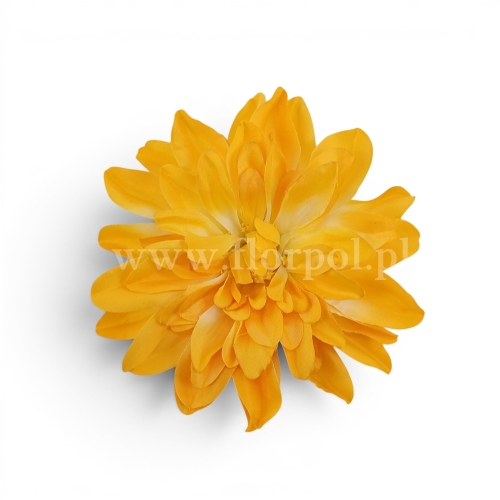 dalia cieniowana płaska 6szt żółtko  (5076)