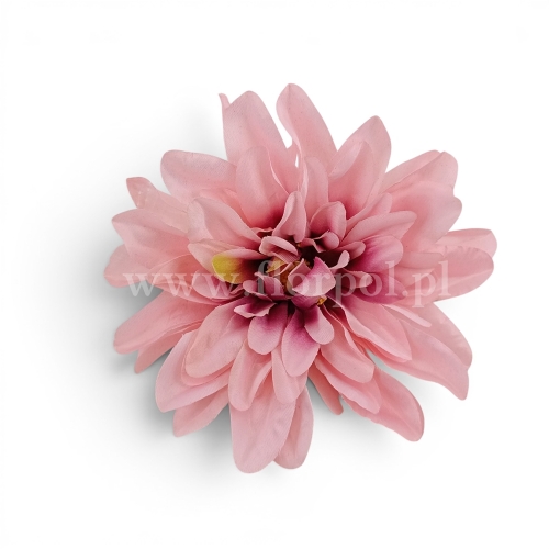 dalia cieniowana płaska 6szt jasny róż/br.róż (5076)