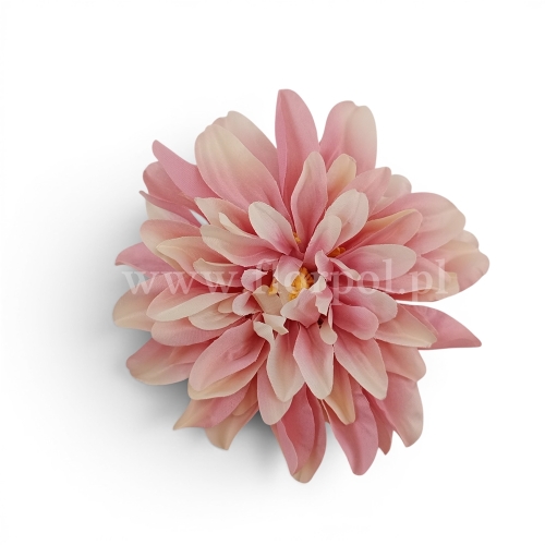 Dalia cieniowana płaska 6szt pud.róż/krem