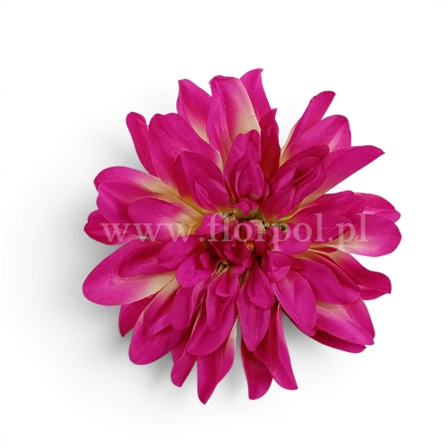 dalia cieniowana płaska 6szt fuksja/waniliowy  środek (5076)