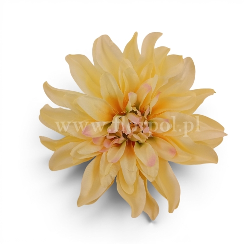 dalia cieniowana płaska 6szt krem/cieniowanie ecru i zieleń (5076)