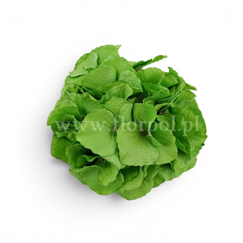 Hortensja mikropicz 1szt zielony (FME074680)