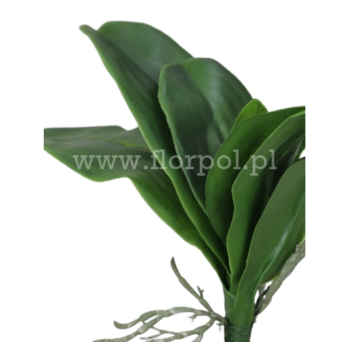 Ulistnienie do storczyka 6 szt zielony (A710a)