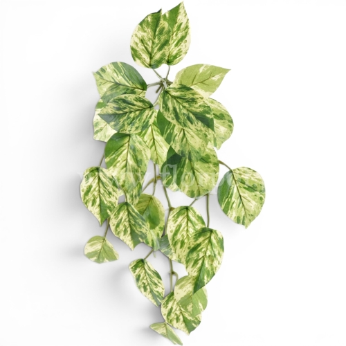 Bukiet filodendron 1szt green/yellow (ART IVY01)