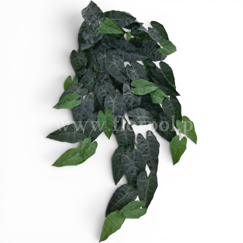 Bukiet monstera 1szt dr.green (ART IVY10)