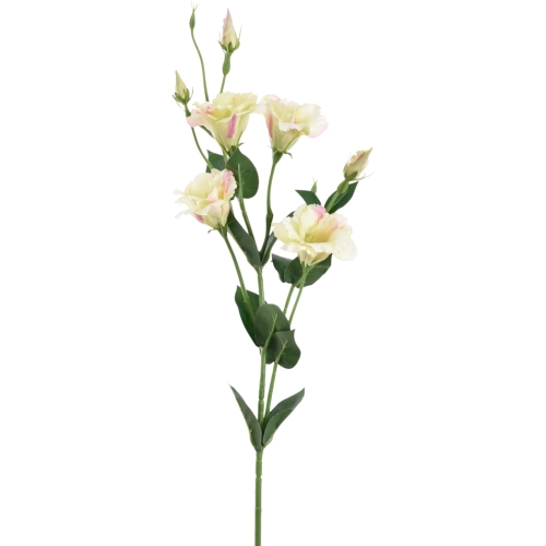 Eustoma atłasowa 7kwiatów-wysoka 1szt #1363 pistacja MIX2 (SUN345)