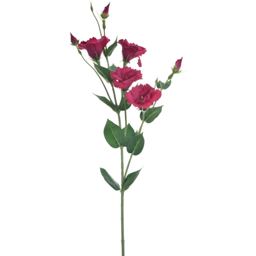 Eustoma atłasowa 7kwiatów/ wysoka/cieniowana 1szt #2268 fuksja  MIX2 (SUN345)