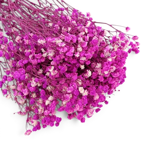 Stabilizowana gipsówka 1op fiolet/biel (H2404027-3)