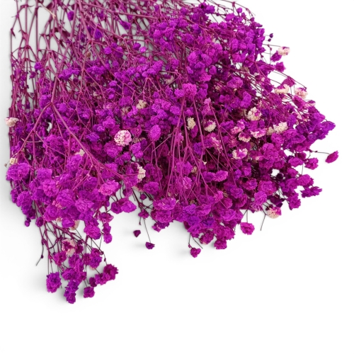 Stabilizowana gipsówka 1op purpura (H2404027-10)