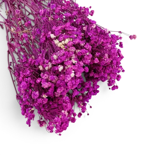 Stabilizowana gipsówka 1op fuksja/biel (H2404027-4)