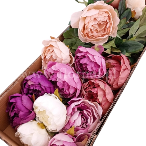 peonia pojedyncza - karton 24szt mix (KDGW199)