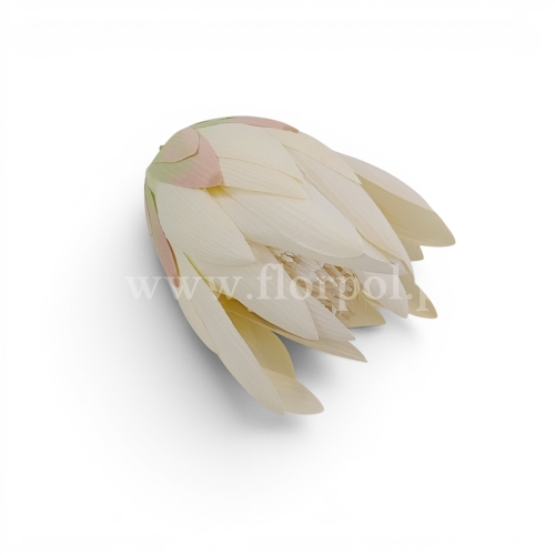 Karczoch duży  6szt ecru/zieleń (KDGW89B)