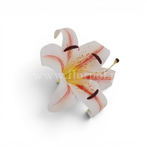 Lilia wyrobowa, ceratka 12szt biały/czerwony (KDG226)