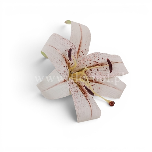 Lilia wyrobowa, ceratka 12szt biały/brązowy (KDG226)