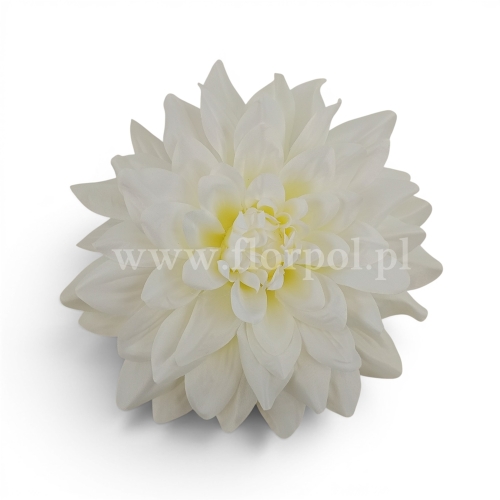Dalia otwarta 6szt biały (KDGW108)