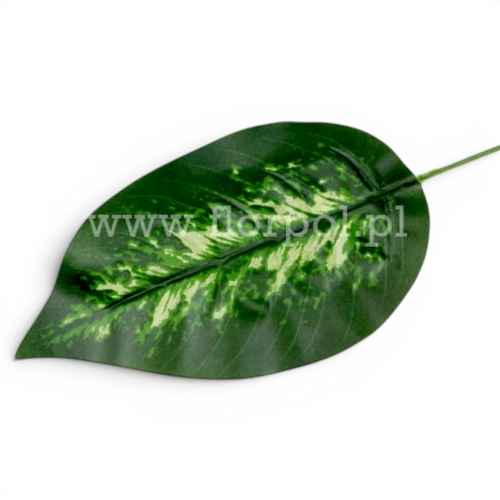 liść difenbachia 12szt ciemna zieleń/kremowe plamy