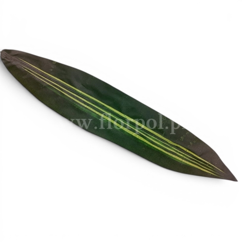 kordylina liść 12szt c.zieleń/jasniozielone pasy (F68-03)