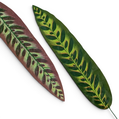 kalatea wysoki liść  12szt ciemna zieleń/jasna zieleń(CF1-0036)