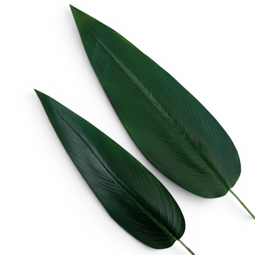 liść strelicji mniejszy 12szt c zieleń (ART196)