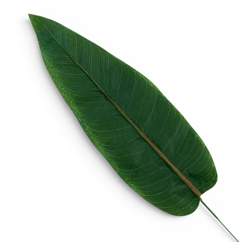 liść bananowca – łezka 12szt zielony