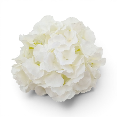 hortensja cieniowana duża 1szt pure white (CHQ01)