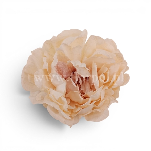 Peonia suszona vintege 6szt śmietanka/Różowy środek