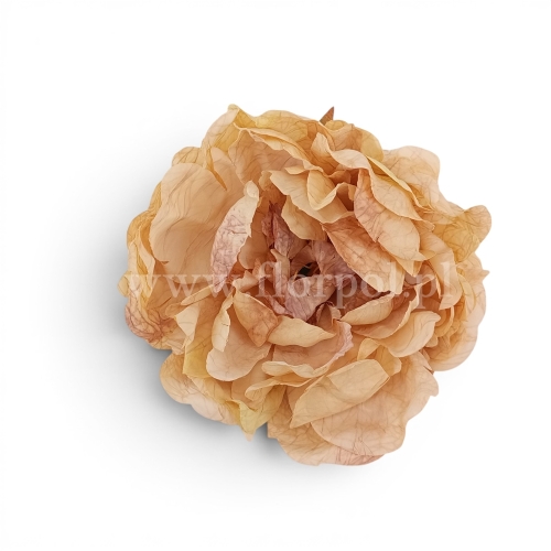 Peonia suszona vintege 6szt blada słomka/kakao
