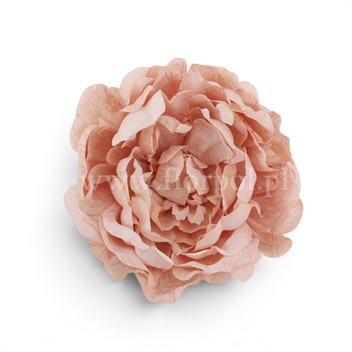 Peonia suszona vintege 6szt pud.róż