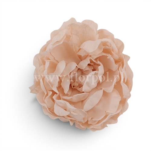Peonia suszona vintege 6szt śmietanka/pistacja