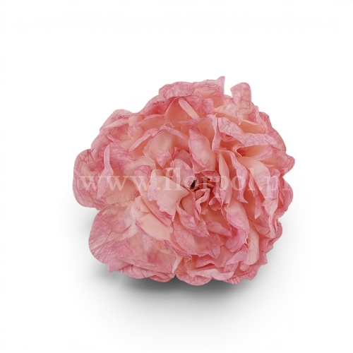 Peonia suszona vintege 6szt j.róż/ecru