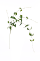 SUN350##GREEN#1_m.jpg