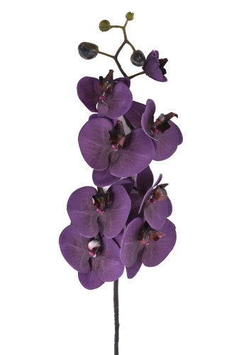 Storczyk Phalaenopsis PLUM (SUN878)