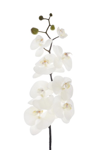 Storczyk Phalaenopsis 1szt WHITE (SUN878) 