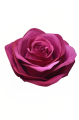 SUN385#3004#SWEET FUCHSIA_m.jpg