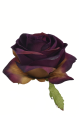 SUN385#1504#DR PURPLE_m.jpg