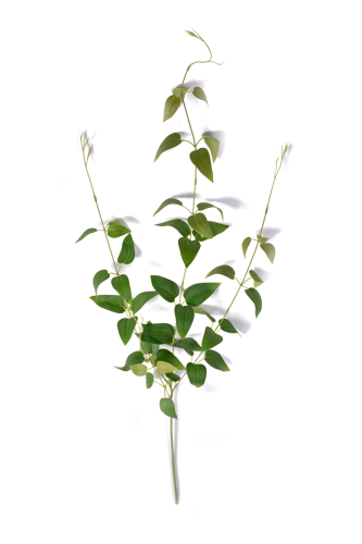 Bluszcz mini barwinka  6 szt  GREEN (SUN350)