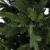 fresh green13766.jpg