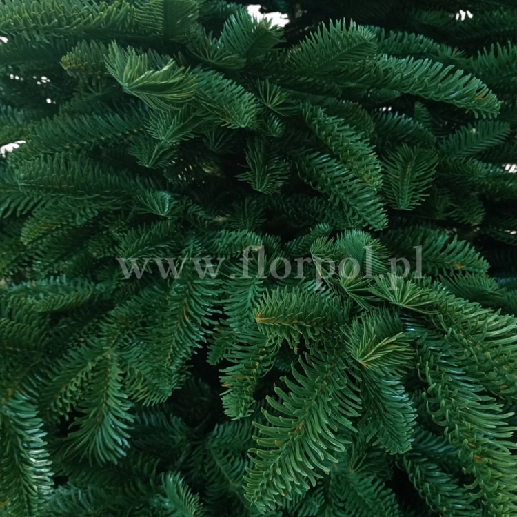 prestige nobilis choinka 13781.jpg