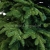 prestige nobilis choinka 13782.jpg
