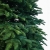 prestige nobilis choinka 13784.jpg