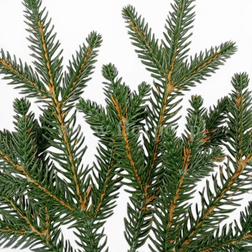 świerk natura -  gałązka sztuczna  - wybierz pakowanie zielony 