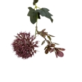 florpol.p  13807.jpg