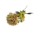 florpol.p  13810.jpg