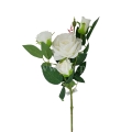 florpol.pl 13929.jpg